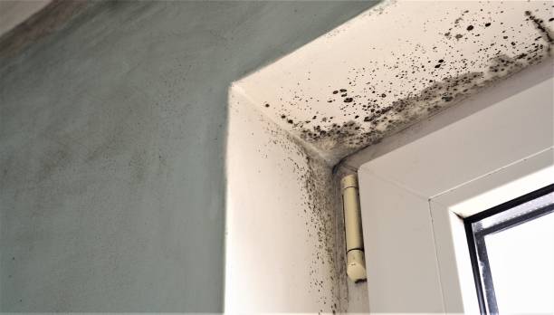 Best Environmental Consulting for Mold Prevention  in Greenwood, SC