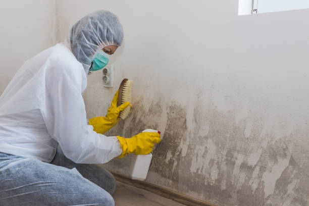 Best Asbestos and Lead Testing During Mold Inspection  in Greenwood, SC
