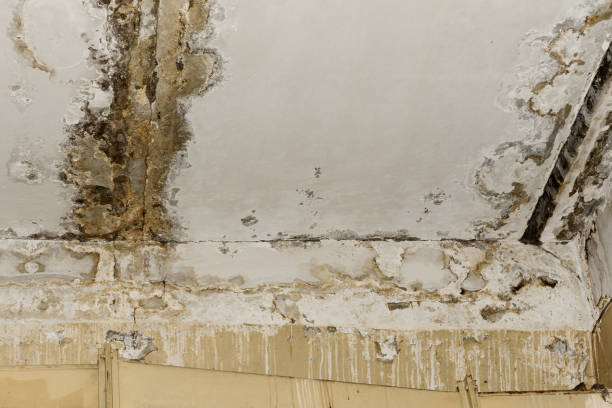 Best Biohazard Mold Removal  in Greenwood, SC