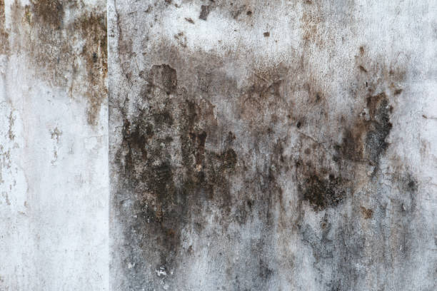 Best Forensic Mold Investigation  in Greenwood, SC